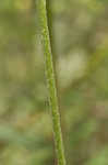 Pinnate prairie coneflower